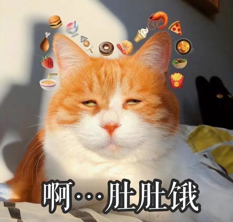 猫咪大早上叫醒你只因这几个原因不要太真实！