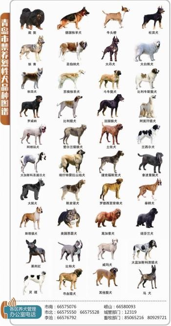 青岛市最新养犬条例解读 这40种犬不能养