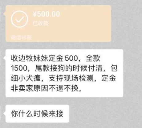 青岛市民花2670买到星期狗死亡后店家拒绝退款