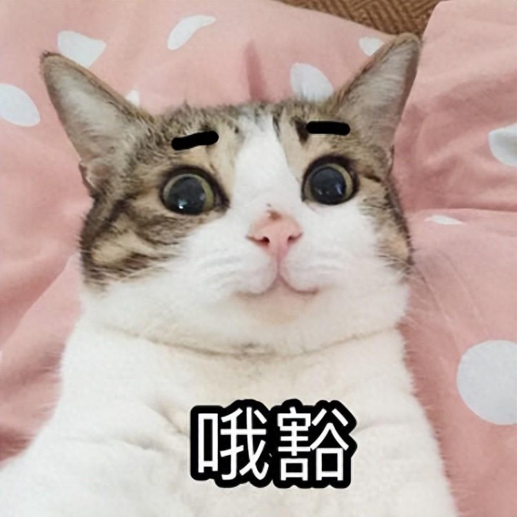 一只猫，绝育前与绝育后的变化，对比明显！