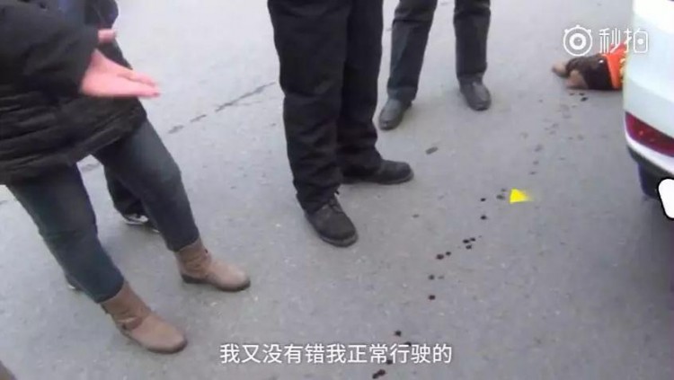 没有牵绳的狗过马路被撞死，司机：我正常开车，为什么要赔钱？