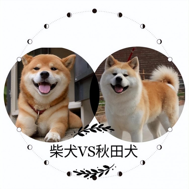 “秋田”VS“柴犬”，两狗撞脸，让人傻傻分不清