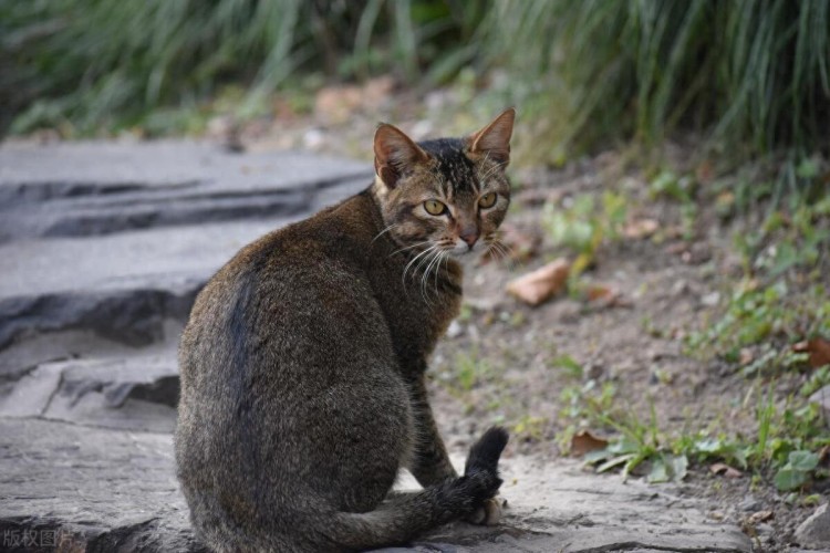 流浪猫能不能带回家养？看完这篇文章你就知道了