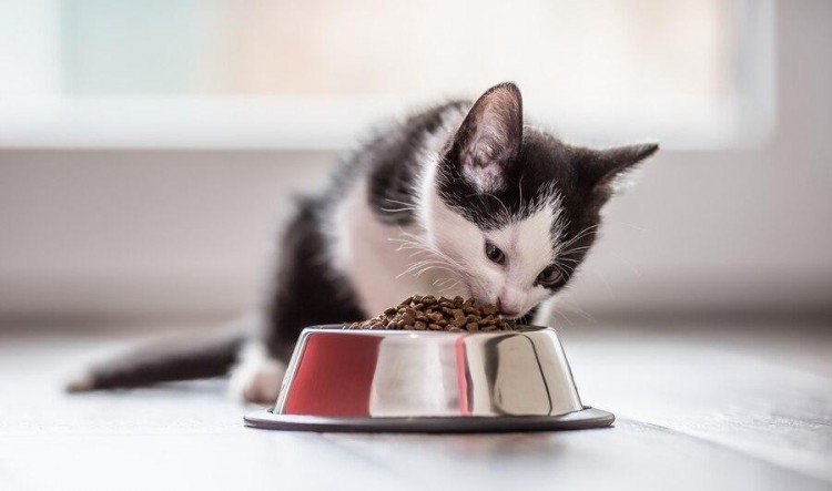 猫粮排行榜前十名口碑最好的幼猫猫粮