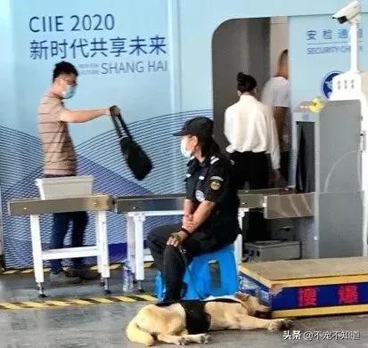 地铁警犬摸鱼实录！网民：很像我不想去上班