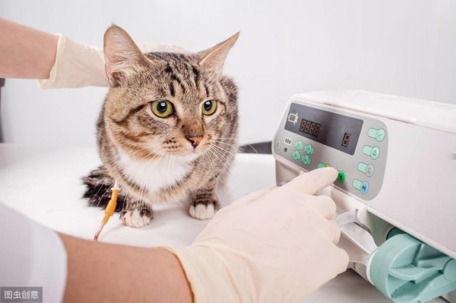 辟谣：猫咪饿几天没事！警惕猫咪厌食一周以上有可能引起脂肪肝