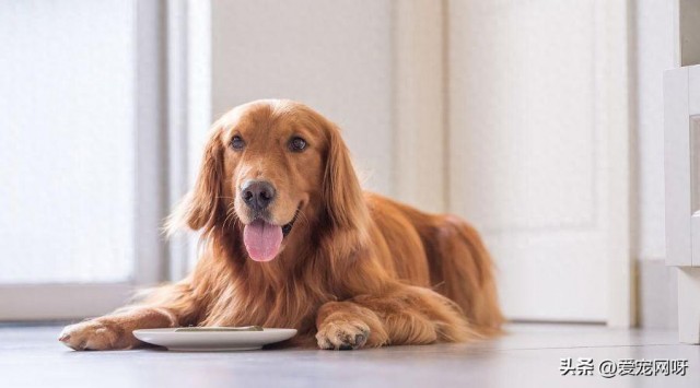 狗狗不能吃的4种常见食物，吃错了真会要狗命！