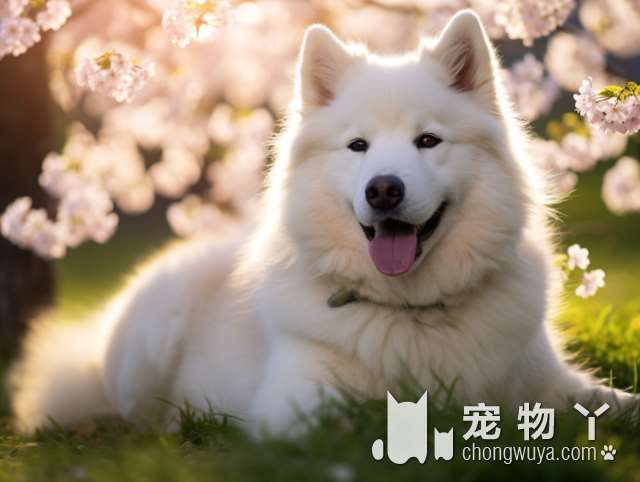 博美犬一般寿命多长?多少年？