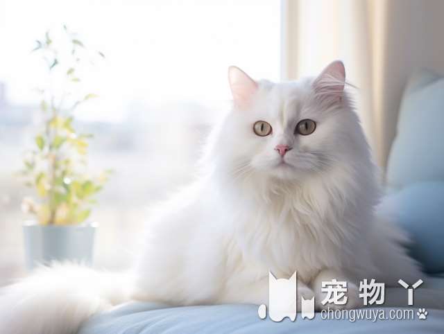 比较狸花猫和橘猫