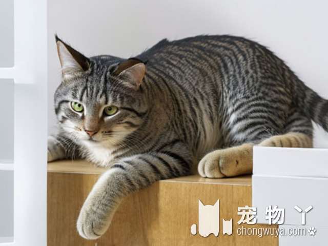 猫：“我努力降服人类站在生物链顶端，不就是为了吹个空调吗？”