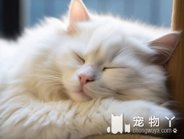 猫和布偶猫的异同？