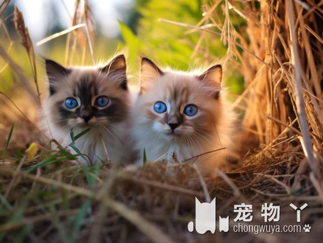 青岛帕普斯宠物旗舰店：为什么只有猫可以撸?